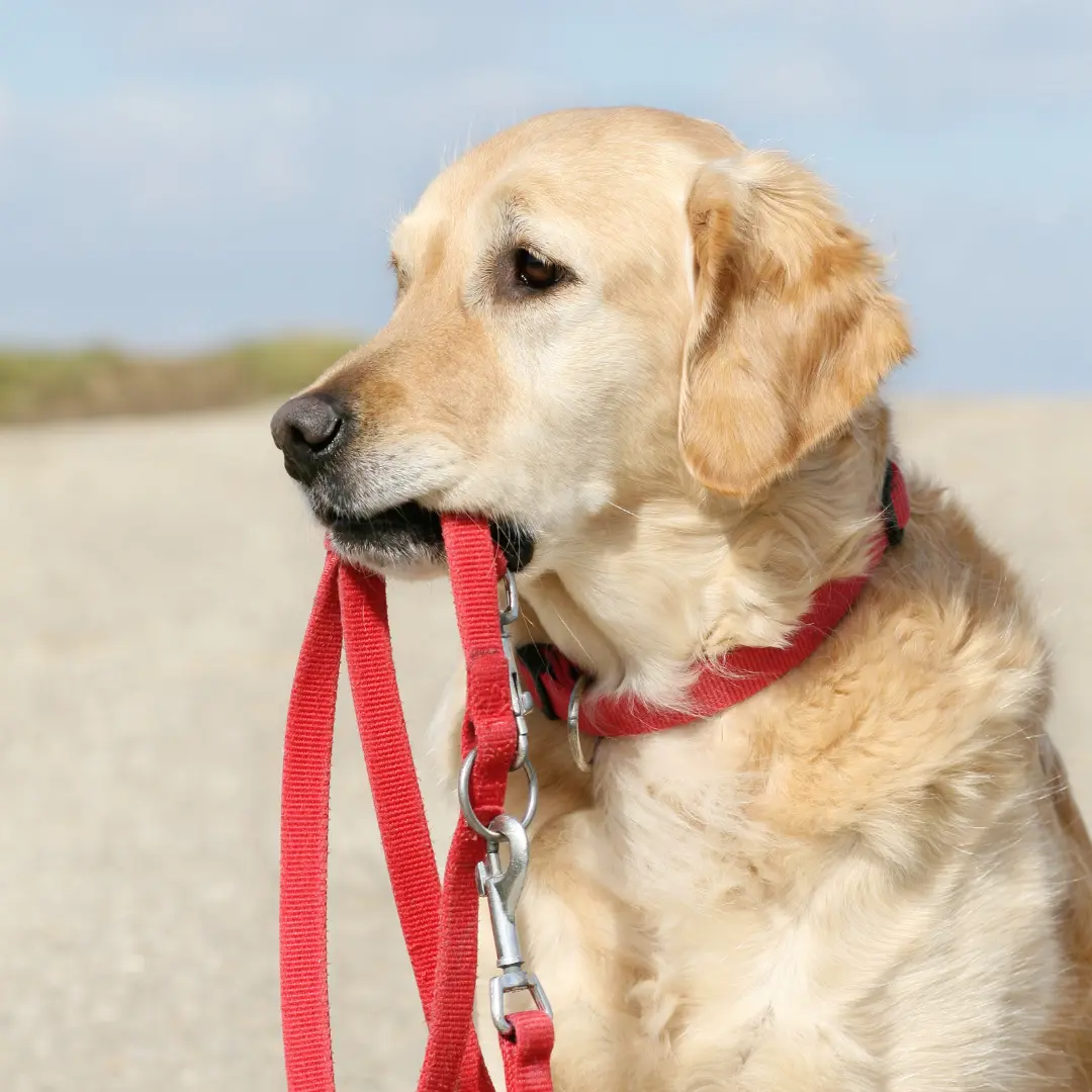 accesorios para perros