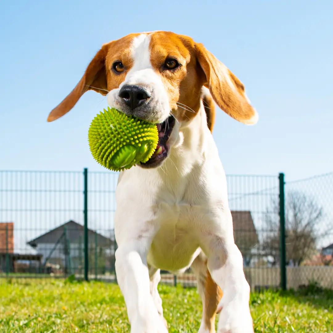 juguetes para perros