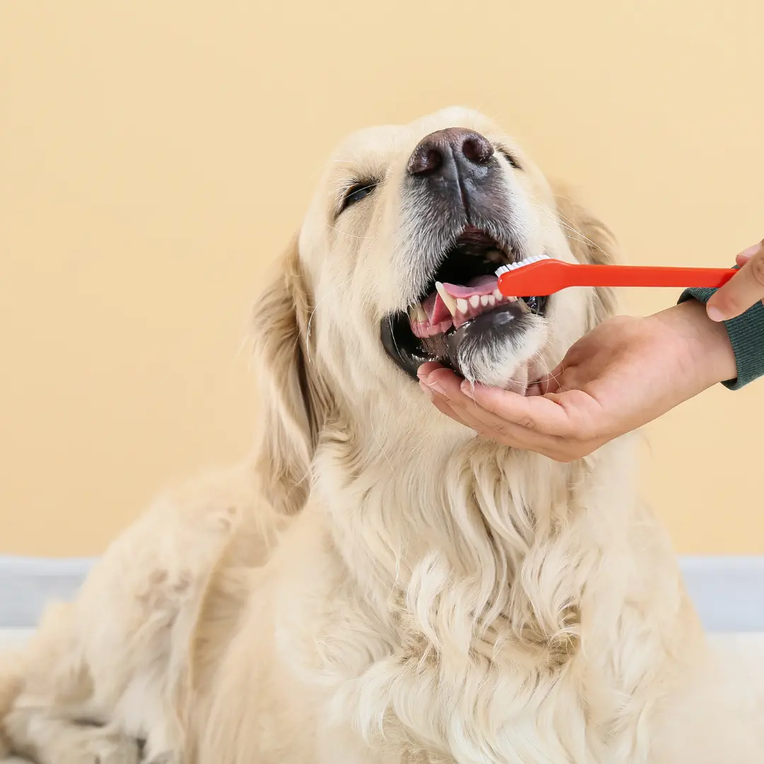 Why Dog Dental Care Matters 