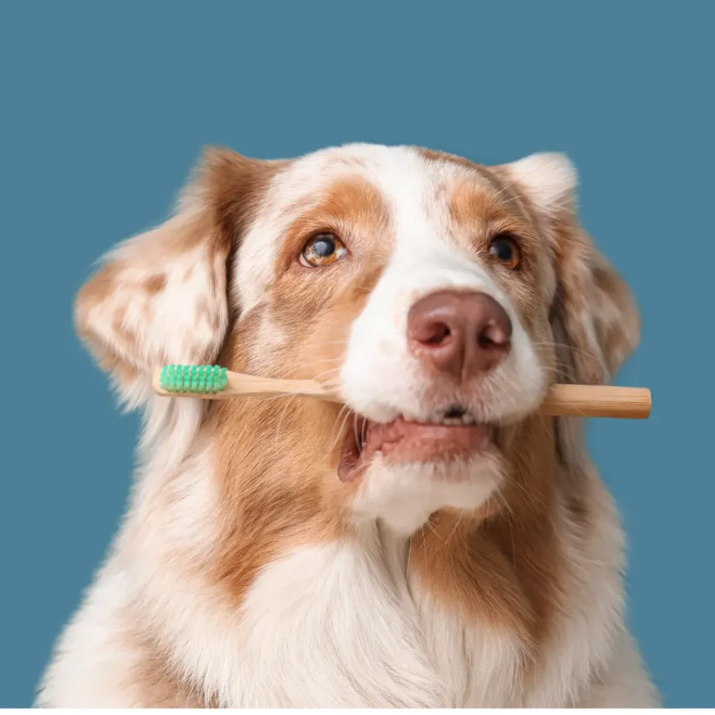 Why Dog Dental Care Matters