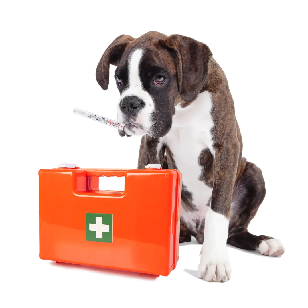 First-Aid for Dogs: Essentials to Keep at Home + Best Pre-Made Kits (2025)