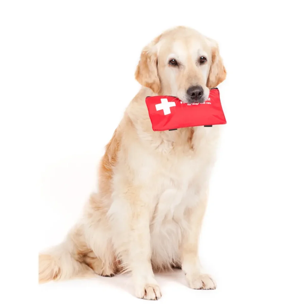 First-Aid for Dogs: Essentials to Keep at Home + Best Pre-Made Kits